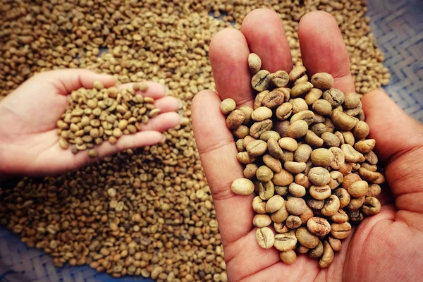 Yeşil kahve çekirdekleri el
