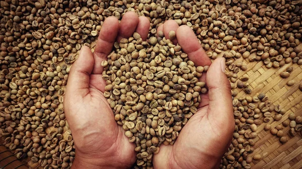 Yeşil kahve çekirdekleri el
