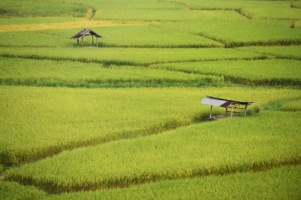 タイの田んぼの美しい風景 — ストック写真