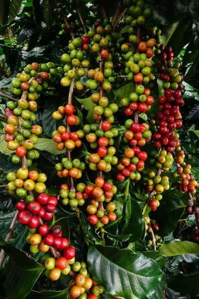 Ağaçta olgunlaşan kahve çekirdekleri