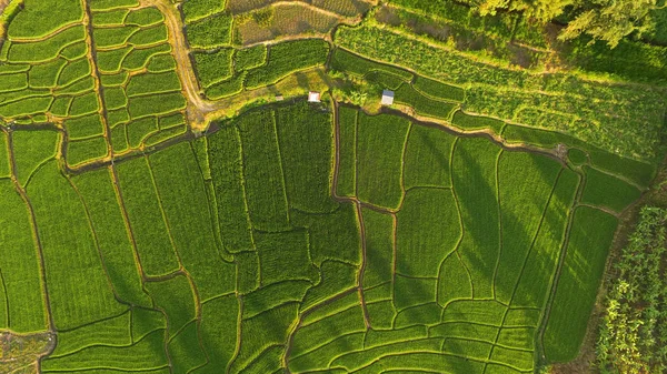 Bellissimo Paesaggio Delle Risaie Thailandia — Foto Stock