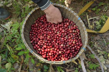 Sepette taze kahve çekirdeği.