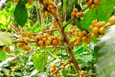 Ağaçta olgunlaşan kahve çekirdekleri