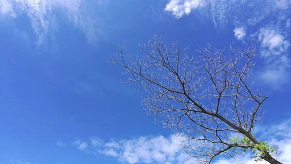 Cielo Azul Con Nubes Árbol Fondo —  Fotos de Stock