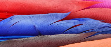 Arka plan için yumuşak renkli tüyü kapatın