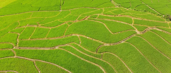 タイの田んぼの美しい風景 — ストック写真