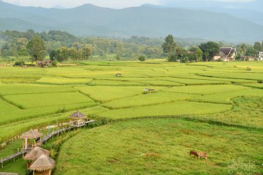 Tayland 'daki güzel pirinç tarlaları.. 