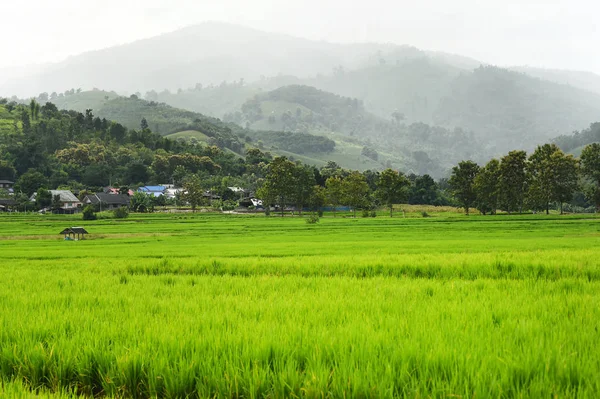 Tayland Daki Güzel Pirinç Tarlaları — Stok fotoğraf