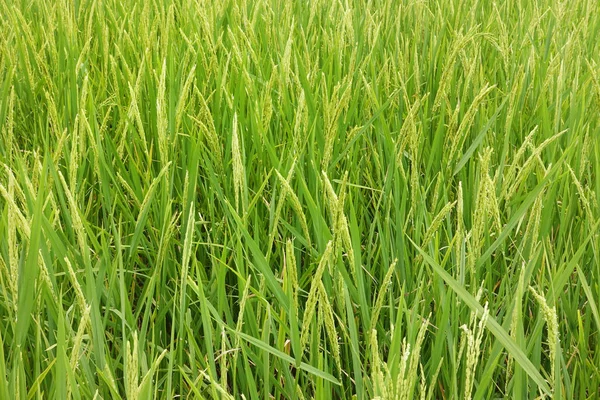 Close Ripening Rice Paddy Field — Stock Photo, Image