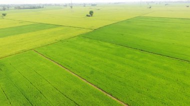 Tayland 'daki güzel pirinç tarlaları.. 