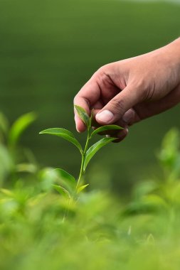 Çay çay tarlaları, Tayland çiftliğinde hasat için el yakın çekim