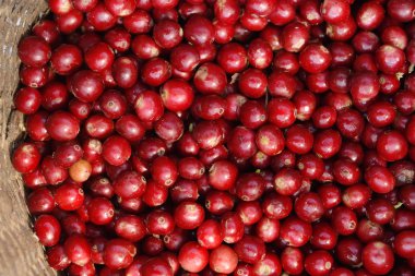 Sepette taze kahve çekirdeği.