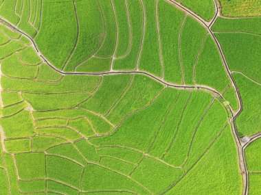 Tayland 'daki güzel pirinç tarlaları.. 