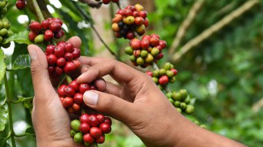 Ağaçta olgunlaşan kahve çekirdekleri