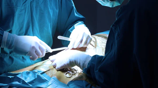 Deux Chirurgie Vétérinaire Salle Opération — Photo