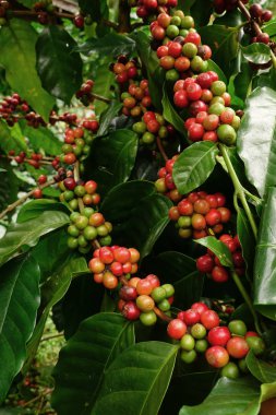 Ağaçta olgunlaşan kahve çekirdekleri
