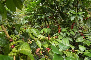 Ağaçta olgunlaşan kahve çekirdekleri