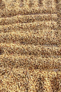 Arka plan için kahve çekirdeklerini kapatın.                                                  