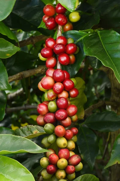 Granos Café Madurando Árbol —  Fotos de Stock