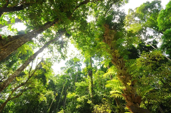 Ormandaki Büyük Ağacın Manzarası — Stok fotoğraf