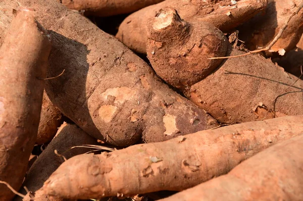 Pile Raw Cassava Cassava Industry — Stock Photo, Image