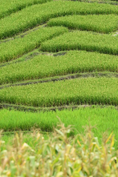 Πράσινο Terraced Ορυζώνες Στη Βόρεια Ταϊλάνδη — Φωτογραφία Αρχείου