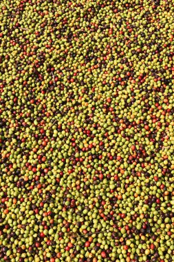 Kahve çekirdekleri güneşte kuruyor.              