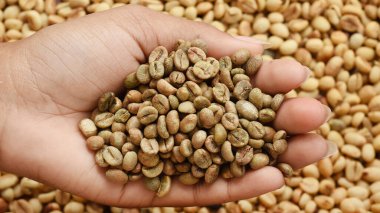 Yeşil kahve çekirdeklerini kapatın.   