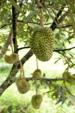Yakından, Durian bahçesindeki ağaçta duran Durian meyvesi.