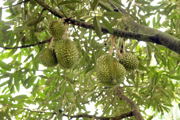 Yakından, Durian bahçesindeki ağaçta duran Durian meyvesi.