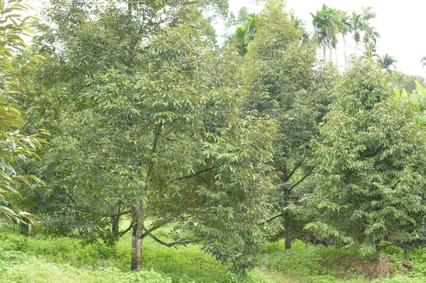 Árvore Duriana Com Fruta Duriana Pendurada Galho Árvore Jardim — Fotografia de Stock