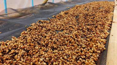  Arka plan için kahve çekirdeklerini kapatın.                                