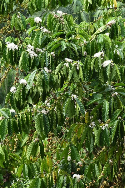 Coffee Tree Blossom White Color Flower Close View — Stock Photo, Image