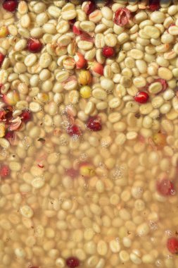 Kahve çekirdekleri, mayalanma ve yıkanma yöntemiyle.