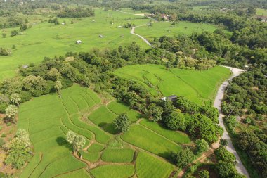 Tayland 'daki güzel pirinç tarlaları.. 