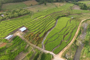 Tayland 'daki güzel pirinç tarlaları.. 