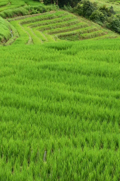 Bela Paisagem Dos Campos Arroz Tailândia — Fotografia de Stock