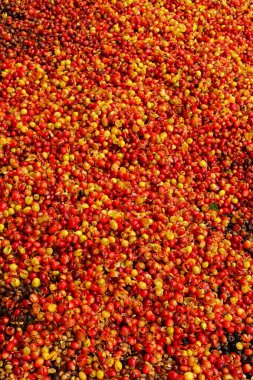 Arka plan için taze kahve çekirdeklerini kapatın.                                