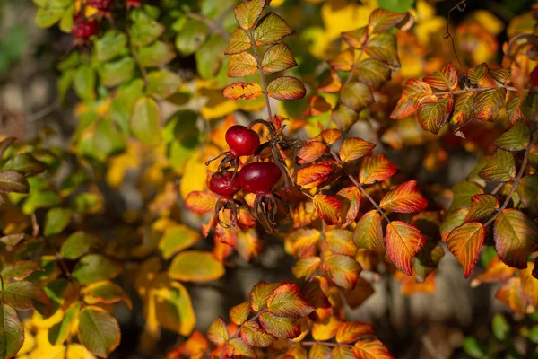 Rosehip bush with berries in sunlight — Stock Photo, Image