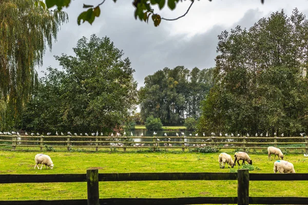 Pâturage des moutons sur la pelouse verte des terres agricoles — Photo