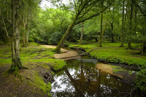 Yeni Orman, Southampton, Hampshire, İngiltere