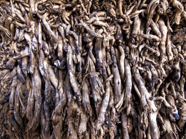 Palmiye ağacı kökleri kapanıyor