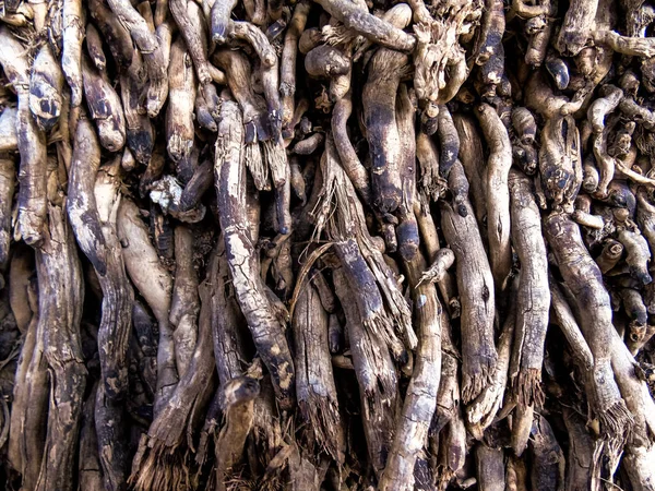 Palmiye ağacı kökleri kapanıyor