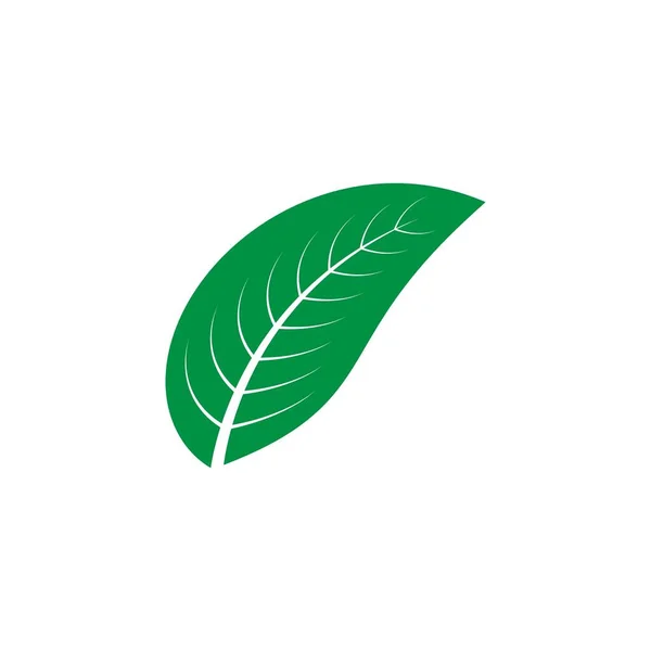Liść Logo Kolba Ilustracja Projekt — Wektor stockowy