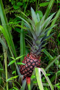 Endonezya, Bali 'nin tropik meyveleri. Tropik bir ananas.