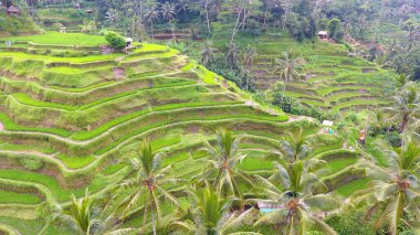 Tegalalang pirinç terası Tegalalang, Bali, Endonezya 'da. Teraslı düzeni ve yenilikçi sulama sistemiyle ünlü güzel pirinç tarlası. Ubud Center, Bali 'ye kapalıdır..