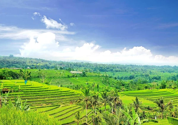 Jatiluwih Rice Terraces Heart Tabanan Regency One Outstanding Picturesque Rice — Stock Photo, Image