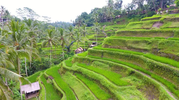 Terraza Arroz Tegalalang Ubicada Tegalalang Bali Indonesia Hermoso Campo Arroz — Foto de Stock