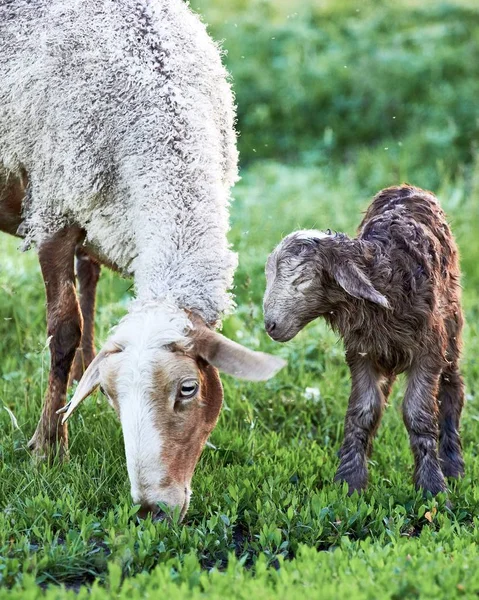 koyun anne ve kuzu otlatma yeşil yeme