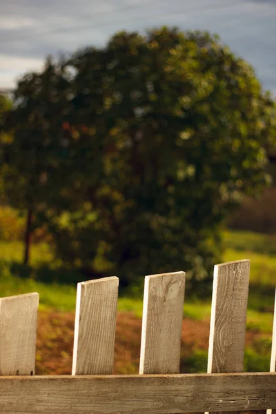 beyaz çit ve ağaç ile yeşil hedge